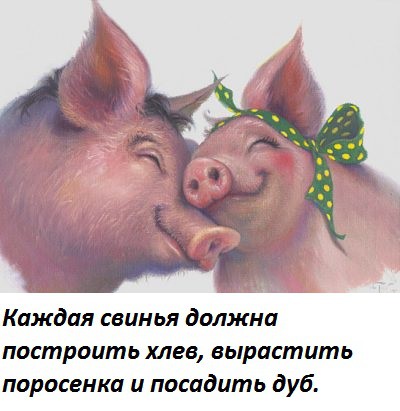 Пара свинок. Два поросенка. Поцелуй свиньи. Влюбленная свинья. Влюбленные поросята.